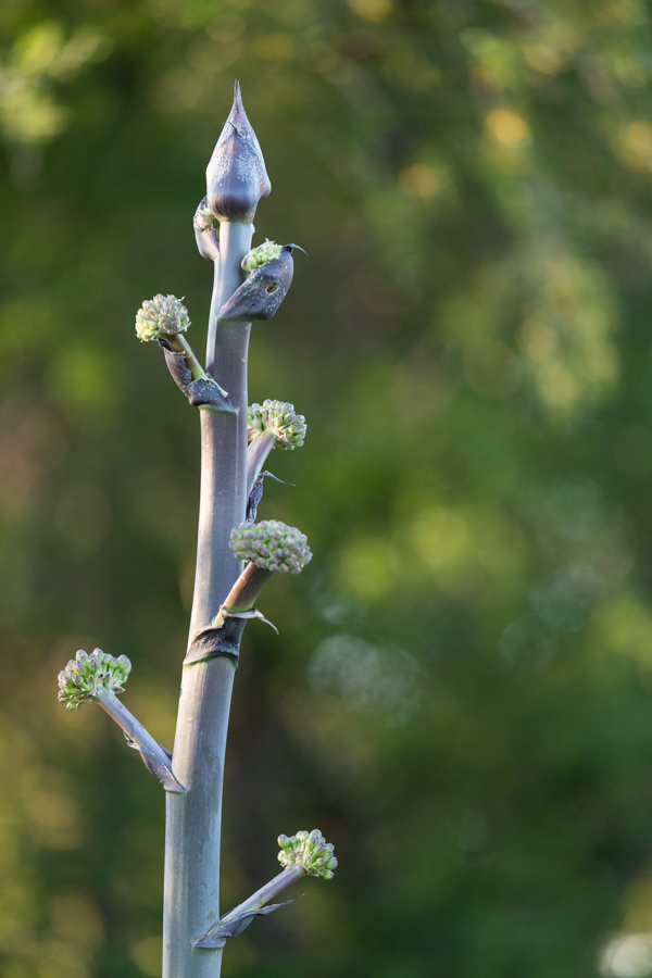 Yucca Flower Stalk in Phoenix, Arizona