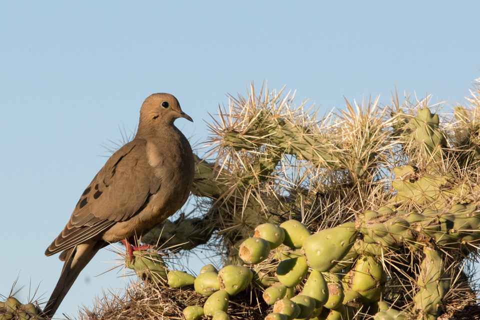 Thorny Home in Phoenix, Arizona
