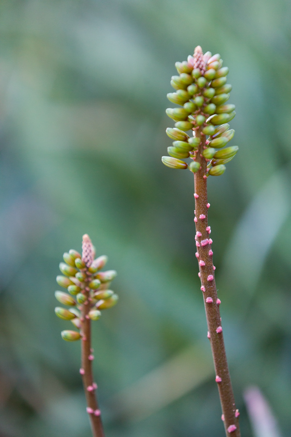 Pink Bumps in Phoenix, Arizona