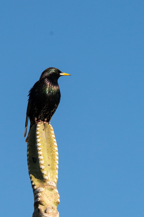 Black Bird in Phoenix, Arizona