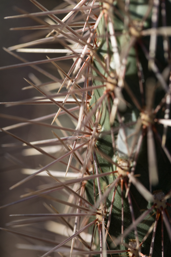 Spine Forest in Phoenix, Arizona