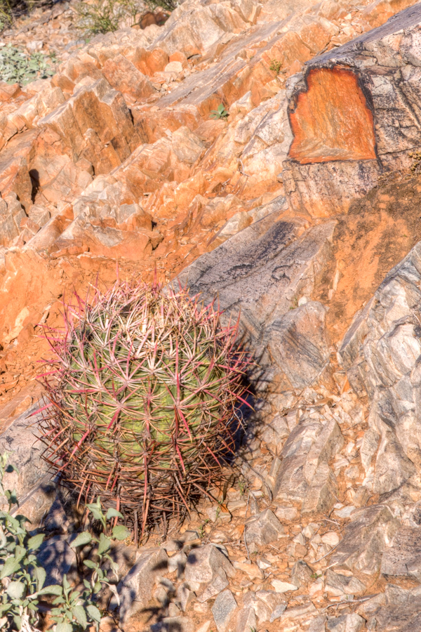 Hanging On in Phoenix, Arizona