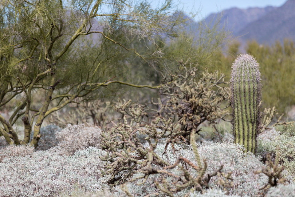 Desert Plants in Phoenix, Arizona