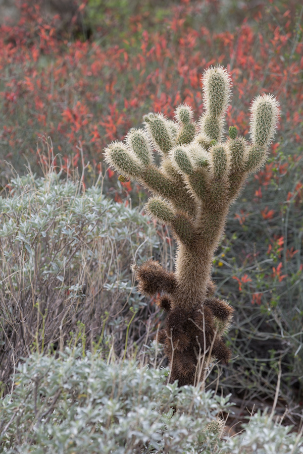 Teddy Bear in Phoenix, Arizona
