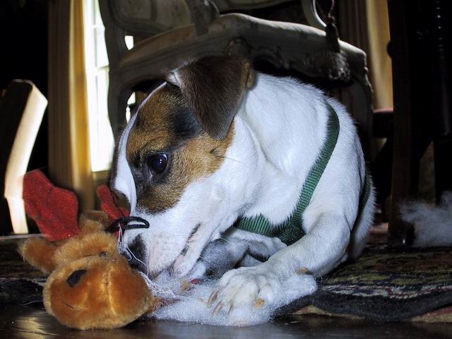 Sweetpea and a Toy