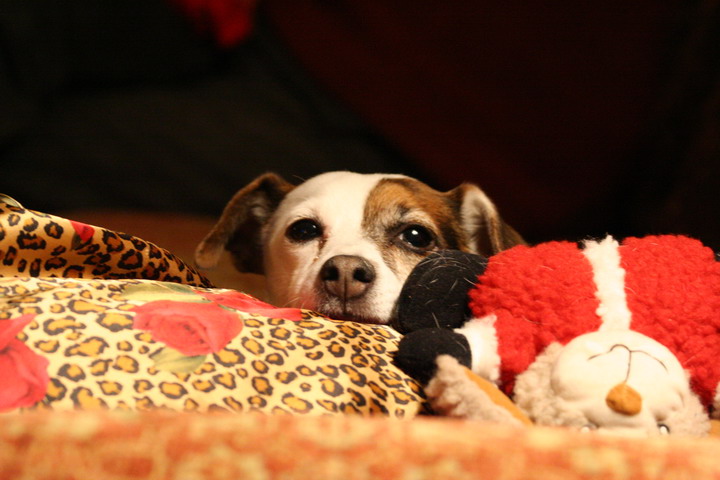 Little Sweetpea