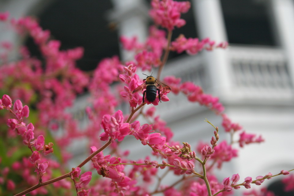 Southern Bee
