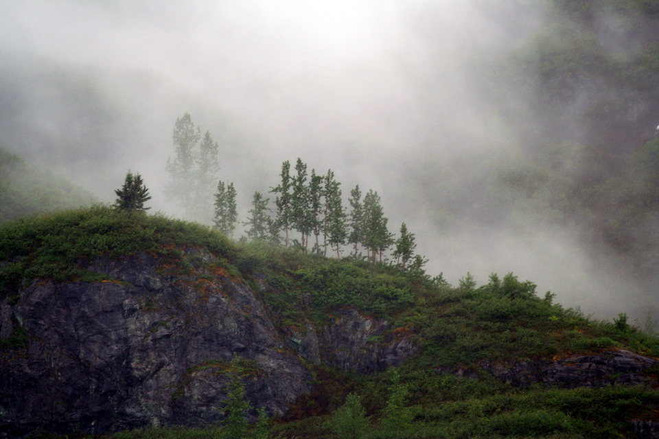 Misty Trees