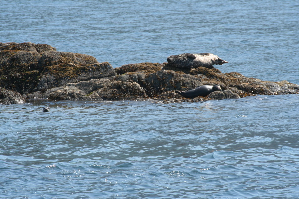 A Big Seal
