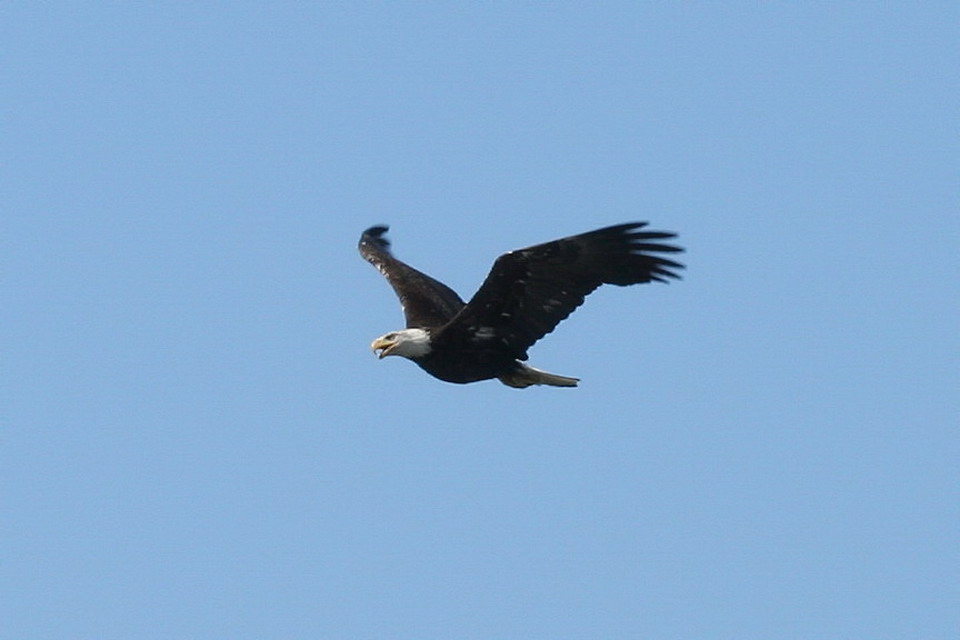 Bald Eagle