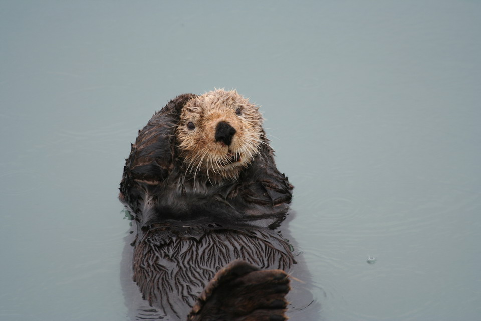 Playful Sea Otter