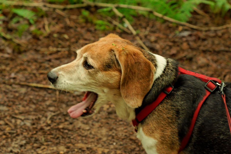 Long Hike