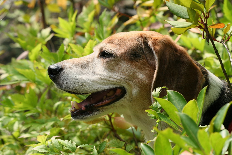 In the Bush