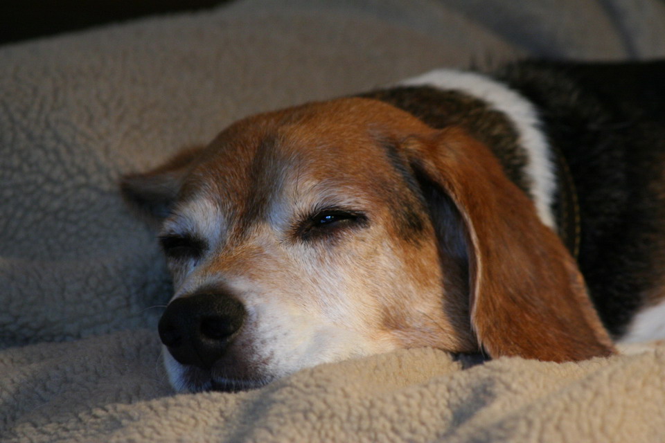 Baileys at Rest