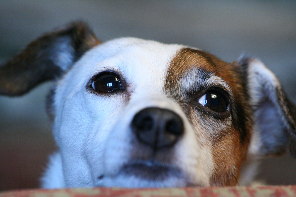 Bright Eyes?