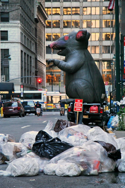A Big Rat in New York