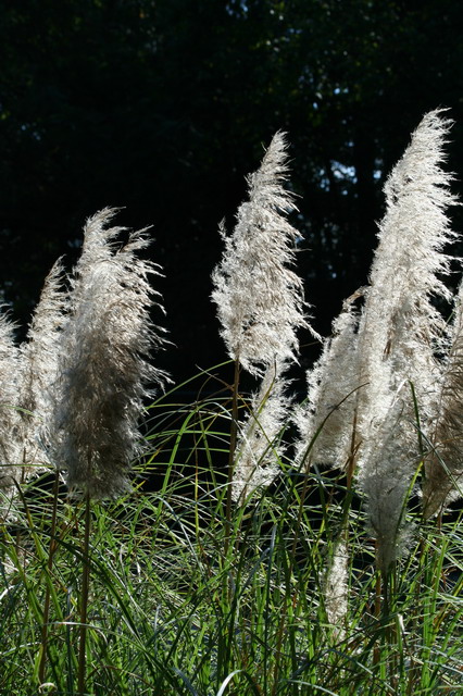 River Willows
