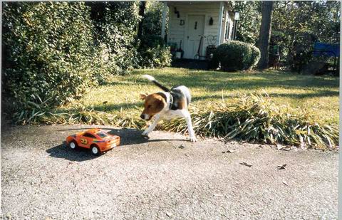 Baileys and Toy Car