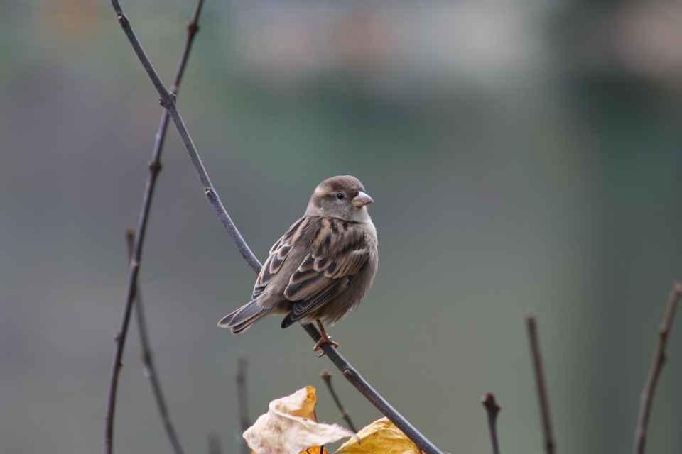 Grey Bird