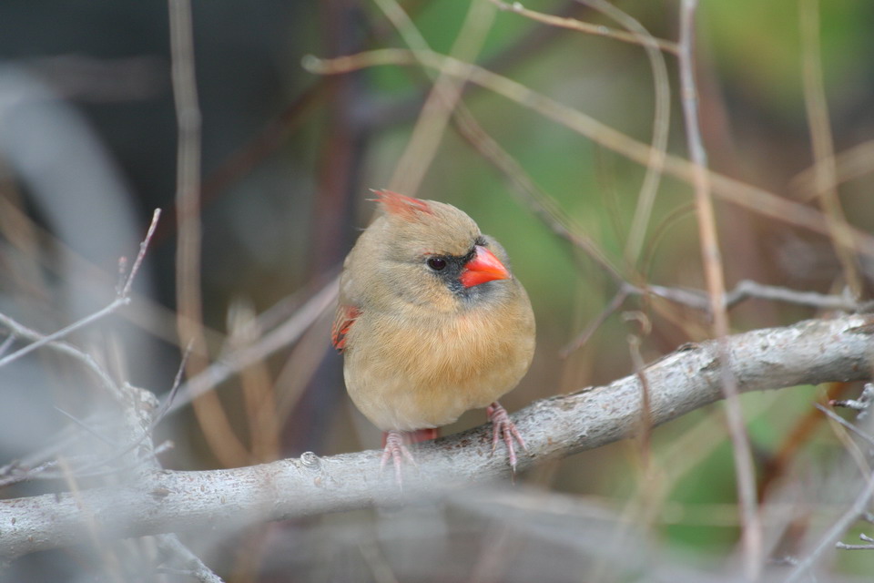 Pretty Bird
