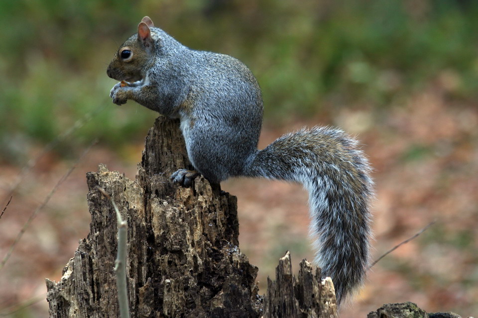 Bushy Tail