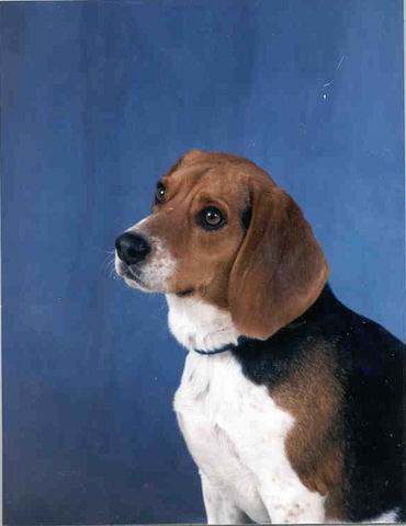 Baileys 3rd Grade Picture