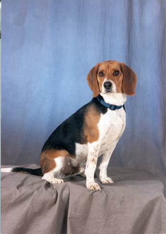 Baileys Formal Shot