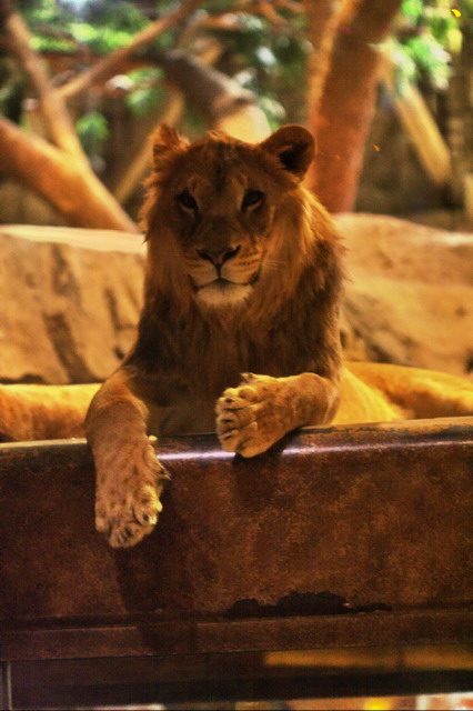 MGM Lion