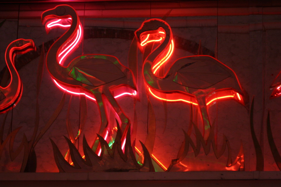 Flamingos