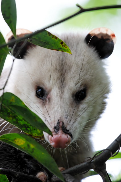 Up Close to a 'Posum