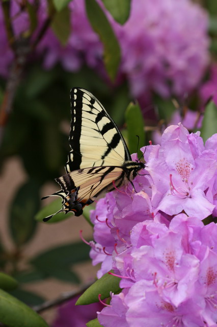Butterfly and Rhododendrons 