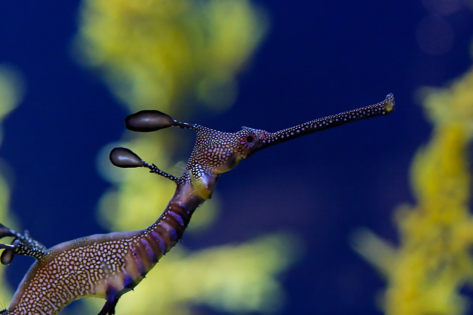 Seahorse Closeup