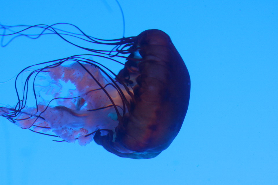 Horizontal Jellyfish