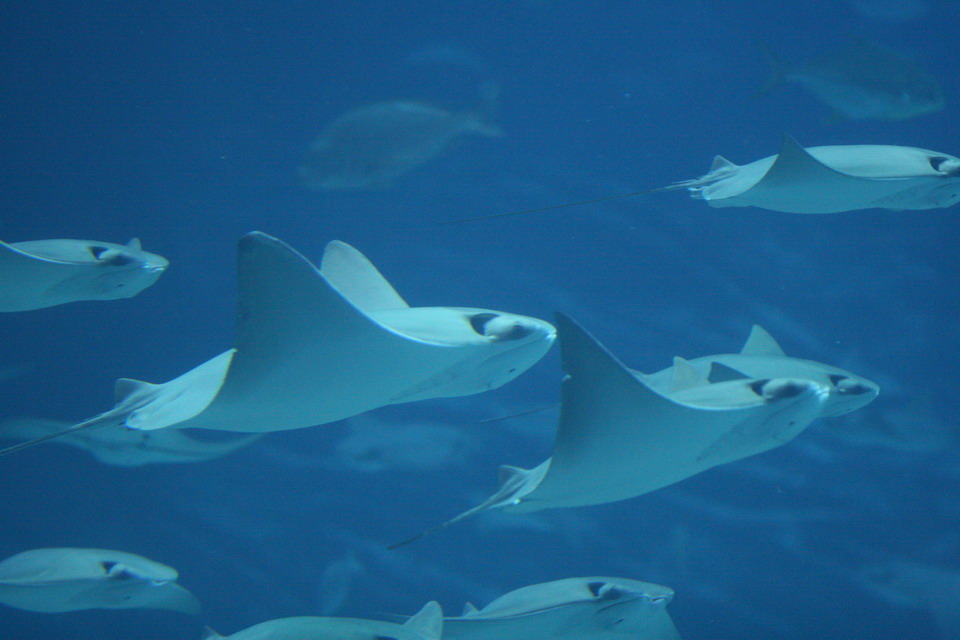 Manta Ray School