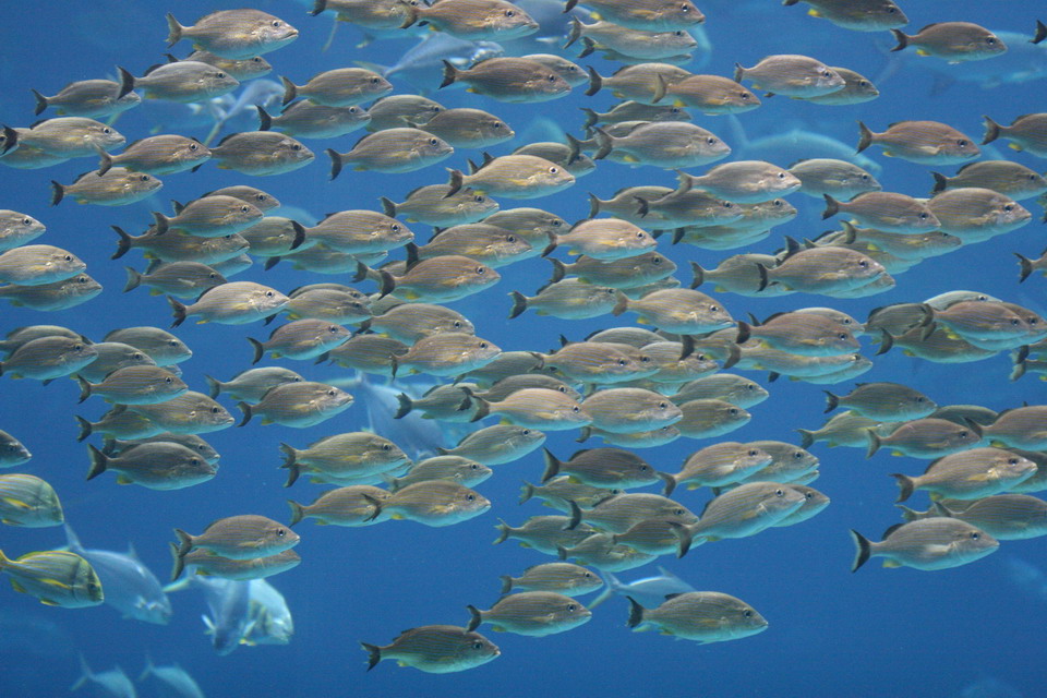 How Many Fish?