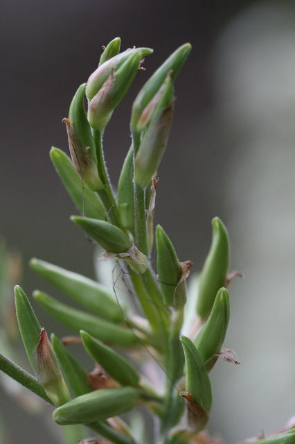 Budding Plant