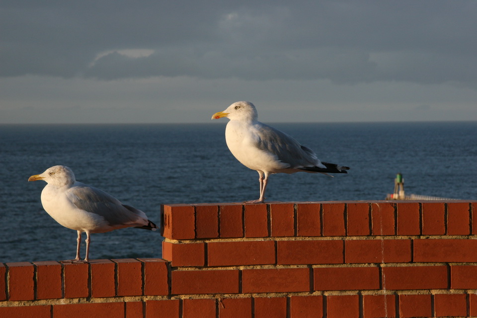 Seagulls