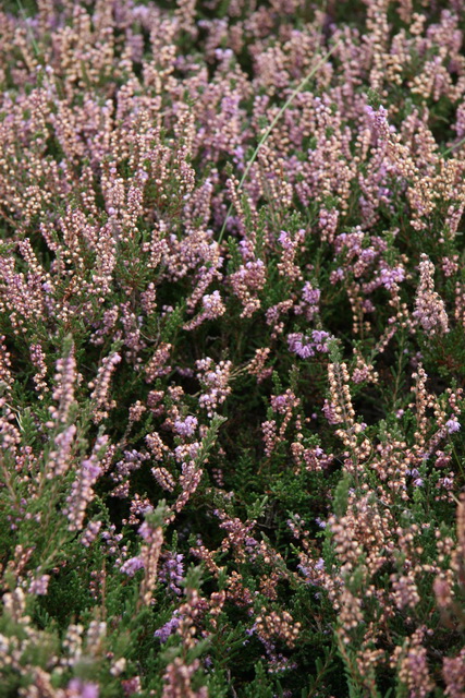 English Purple Wildflower