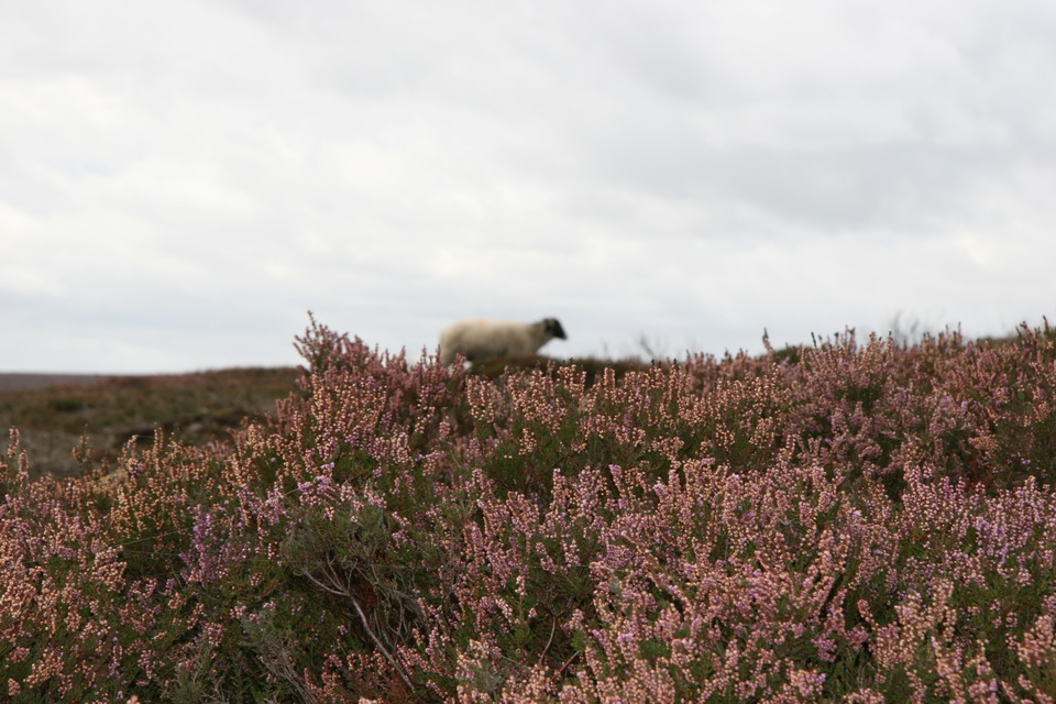 Purple Sheep