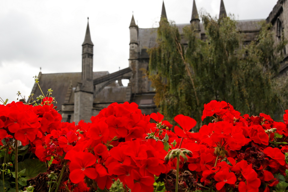 St. Patrick's Flowers
