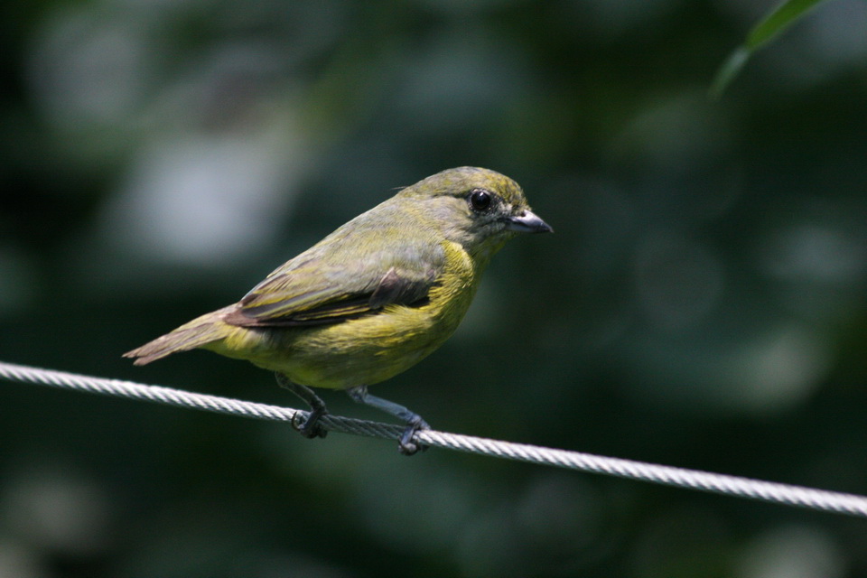 Green Bird