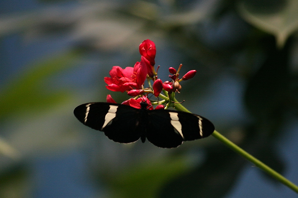 Red and Black