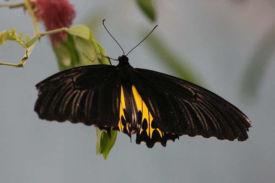 Black Butterfly