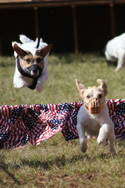 Flying Pups