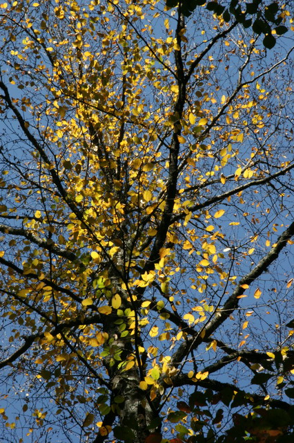 Mountain Color