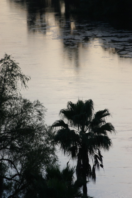 El Fuerte River Palm