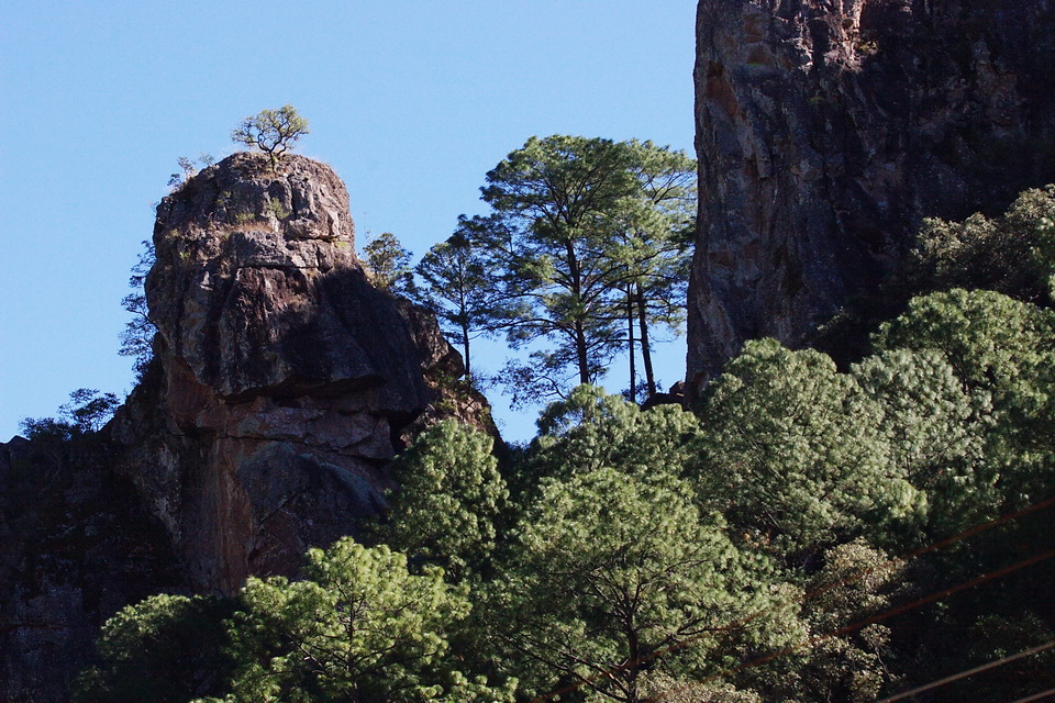 Rocks and Trees
