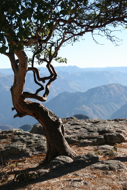 Twisted Tree
