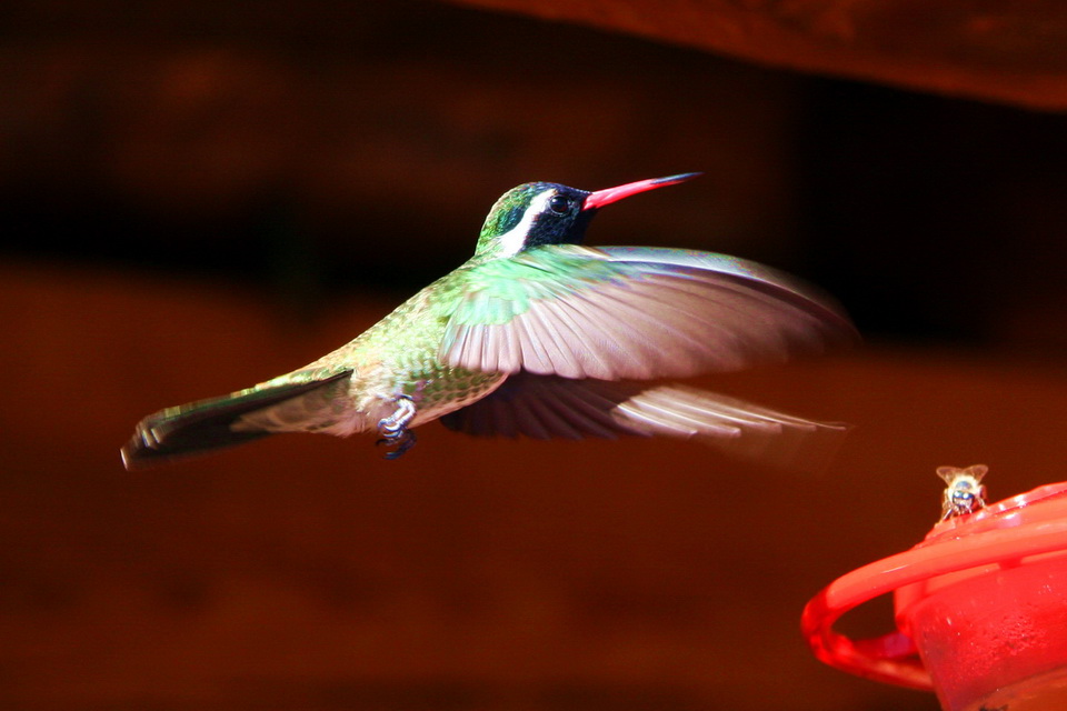 Mexican Hummingbird