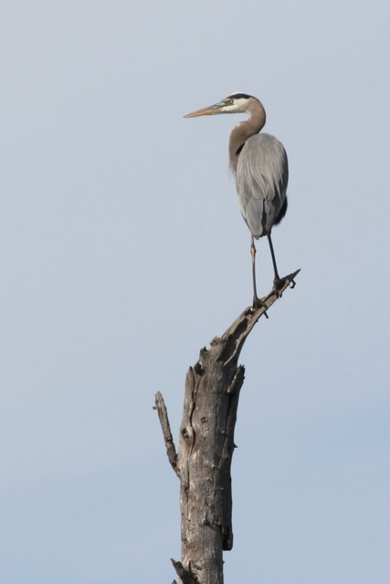 Grey Heron